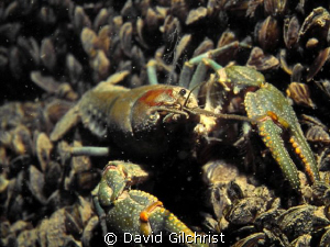 Crayfish sp. Niagara River by David Gilchrist 